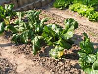 Bettes ou Blettes 2 (Photo F. Mrugala)